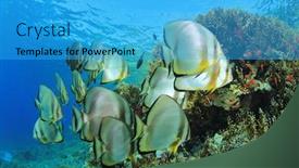  Presentation with school - PPT theme with school-of-longfin-batfish-platax background and a cyan colored foreground