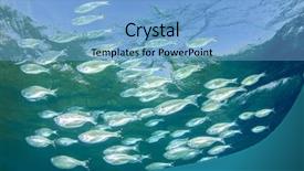  Presentation with school - Colorful presentation enhanced with school-of-mackerel-fish backdrop and a light blue colored foreground