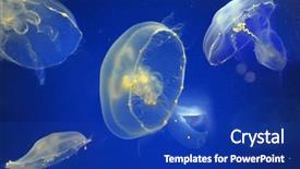  Presentation with jellyfish - Colorful slides enhanced with school of moon jellyfish backdrop and a royal blue colored foreground