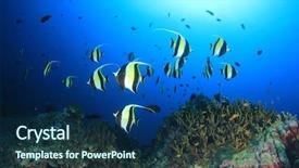  Presentation with school community relations by edward moore - Cool new theme with school of moorish idol fish backdrop and a ocean colored foreground