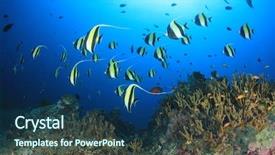  Presentation with school community relations by edward moore - PPT layouts enhanced with school of moorish idol fish background and a ocean colored foreground