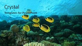  Presentation with sea coral - PPT theme having school of red sea raccoon butterflyfish on a tropical coral reef background and a cyan colored foreground