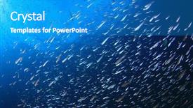  Presentation with fish ocean - Cool new slides with school of sardines fish backdrop and a teal colored foreground