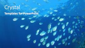  Presentation with school - Cool new presentation with school-of-scissortail-sergeant-fish backdrop and a teal colored foreground