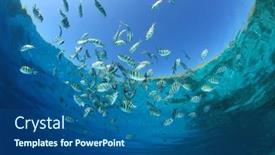  Presentation with fish - PPT theme enhanced with school-of-scissortail-sergeant-fish background and a ocean colored foreground