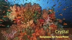  Presentation with sea coral - Cool new presentation theme with school of sea goldies amongst soft coral reef backdrop and a tawny brown colored foreground