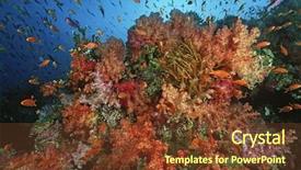  Presentation with climate - Theme featuring school of sea goldies amongst background and a  colored foreground