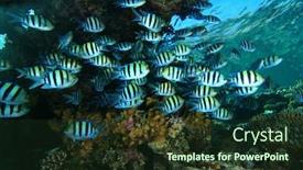  Presentation with sea coral - Slides featuring school of sergeant major fish on a coral reef in the red sea egypt background and a tawny brown colored foreground