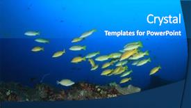  Presentation with coral reef - Presentation theme enhanced with school-of-snappers-fish background and a gray colored foreground