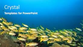  Presentation with fish ocean - PPT theme consisting of school-of-snappers-fish background and a light gray colored foreground