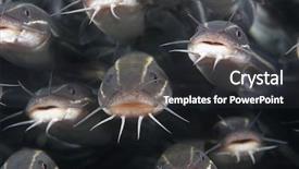  Presentation with catfish - Slides featuring school of striped catfish background and a dark gray colored foreground