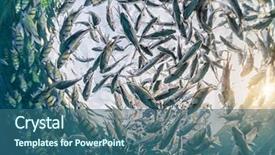  Presentation with electric yellow fish - Presentation theme with school of striped yellow fish background and a  colored foreground