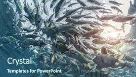  Presentation with electric yellow fish - Cool new PPT theme with school of striped yellow fish backdrop and a ocean colored foreground