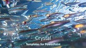  Presentation with swimming - Slide set featuring school of swimming anchovies background and a ocean colored foreground