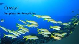  Presentation with tropical reef fish - Slides consisting of school of tropical fish yellow goatfish on coral reef background and a light gray colored foreground