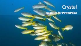  Presentation with electric yellow fish - Colorful presentation theme enhanced with school of yellow fish bluelined backdrop and a  colored foreground