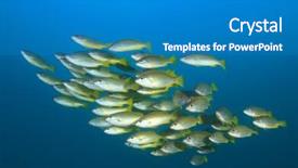  Presentation with electric yellow fish - Audience pleasing presentation design consisting of school of yellow fish bluelined backdrop and a teal colored foreground