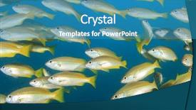  Presentation with electric yellow fish - Presentation theme featuring school of yellow fish bluelined background and a teal colored foreground