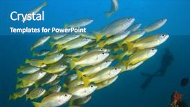  Presentation with electric yellow fish - Amazing PPT theme having school of yellow fish bluelined backdrop and a  colored foreground