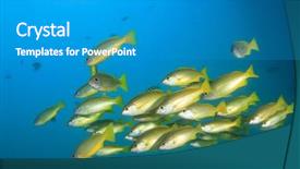  Presentation with electric yellow fish - Slide set consisting of school of yellow fish bluelined background and a gray colored foreground
