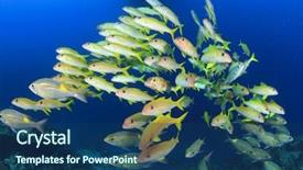  Presentation with underwater - Presentation theme featuring school of yellow fish goatfish background and a ocean colored foreground