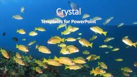  Presentation with blue yellow - PPT layouts enhanced with school of yellow snapper fish background and a teal colored foreground