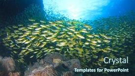  Presentation with fish ocean - Beautiful presentation theme featuring school of yellow snapper fish on underwater ocean coral reef backdrop and a tawny brown colored foreground