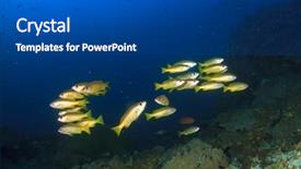  Presentation with fish ocean - Presentation design having school of yellow snappers fish background and a dark gray colored foreground