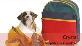  Presentation with puppy english cocker spaniel - PPT theme featuring puppy obedience school english bulldog background and a red colored foreground