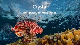  Presentation with sea coral - Presentation theme having school rock - lion fish swimming over coral background and a teal colored foreground