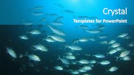  Presentation with fish - Presentation design featuring school rock - trevally fish jack fish background and a teal colored foreground