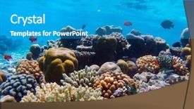  Presentation with tropical reef fish - Presentation design having school rock - underwater coral reef and fish background and a teal colored foreground