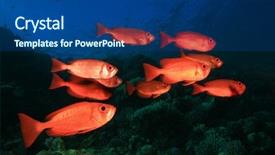  Presentation with tropical reef fish - Colorful slide deck enhanced with school shoal of crescent-tailed backdrop and a ocean colored foreground