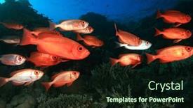 Presentation with tropical reef fish - Colorful theme enhanced with school shoal of crescent-tailed bigeye fish on a tropical coral reef backdrop and a wine colored foreground