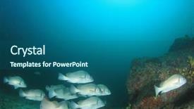  Presentation with coral - PPT theme with school silver sweetlips fish on coral reef background and a ocean colored foreground