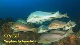  Presentation with coral - Colorful theme enhanced with school silver sweetlips fish on coral reef backdrop and a tawny brown colored foreground
