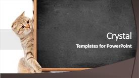  Presentation with kitten - Slide deck enhanced with school teacher welcome - kitten isolated with blackboard background and a dark gray colored foreground