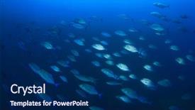  Presentation with fish tuna - Colorful presentation design enhanced with school tuna trevally fish backdrop and a navy blue colored foreground