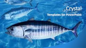  Presentation with tuna fish - Audience pleasing presentation theme consisting of school underwater swimming blue ocean backdrop and a teal colored foreground
