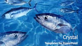  Presentation with tuna fish - Presentation theme having school underwater swimming blue ocean background and a teal colored foreground