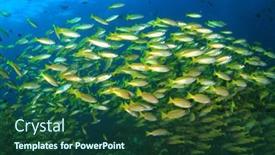  Presentation with coral - 