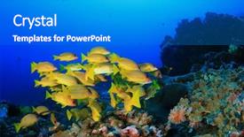  Presentation with electric yellow fish - Audience pleasing slide set consisting of school yellow fish bluelined snappers backdrop and a teal colored foreground