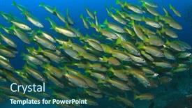  Presentation with coral - Slides with school yellow snappers fish and coral reef underwater background and a ocean colored foreground