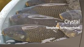  Presentation with christmas cars - Amazing presentation design having schooll - christmas carps czech christmas tradition backdrop and a  colored foreground