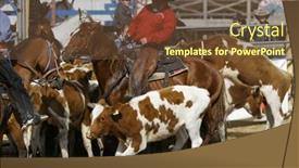  Presentation with rodeo - 