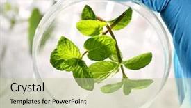  Presentation with plants - PPT theme consisting of science - scientist examining samples with plants background and a soft green colored foreground
