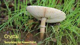  Presentation with north america - Presentation enhanced with shrooms - chlorophyllum molybdites aka false parasol background and a tawny brown colored foreground
