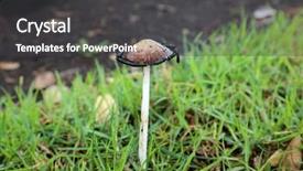  Presentation with growing tree - Audience pleasing PPT layouts consisting of coprinoid mushrooms aka the inky backdrop and a dark gray colored foreground