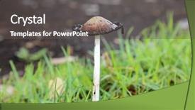  Presentation with growing tree - Slide deck with coprinoid mushrooms aka the inky background and a dark gray colored foreground