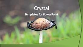  Presentation with growing tree - Colorful slide set enhanced with coprinoid mushrooms aka the inky backdrop and a gray colored foreground